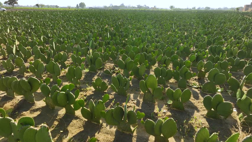 Aerial push-in video of a crop field full of cactus in Mexico, a plantation of prickly pear cactus from the air