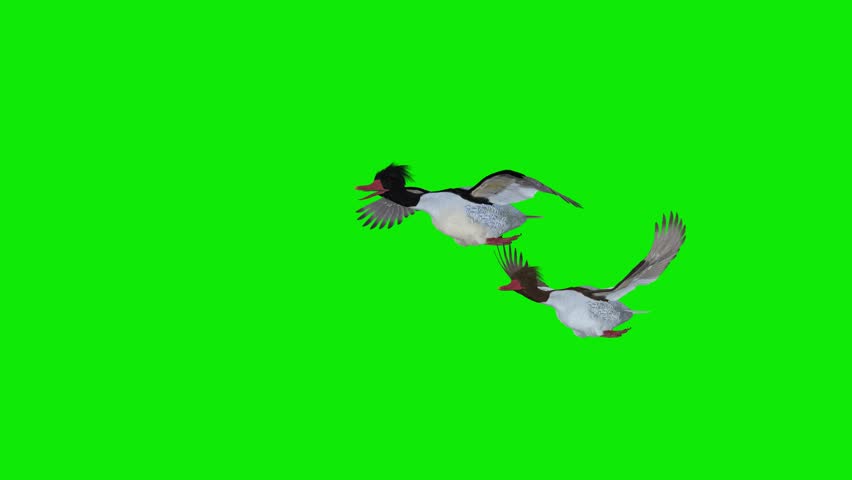 2 Chinese Mergansers - Two Wild Duck Birds - Flying Over Green Screen Transition II -  Realistic naturalistic 4K UHD 3D animation isolated on chroma key background 
