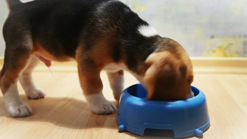 hungry beagle