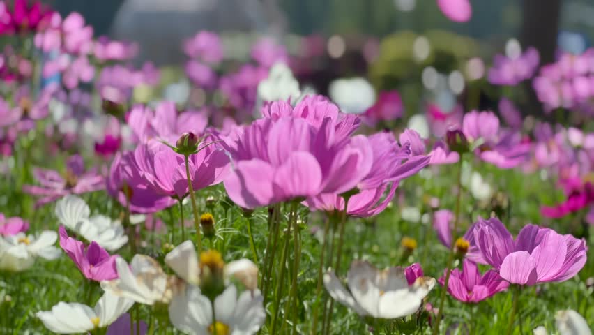 Pink cosmos flower field in garden