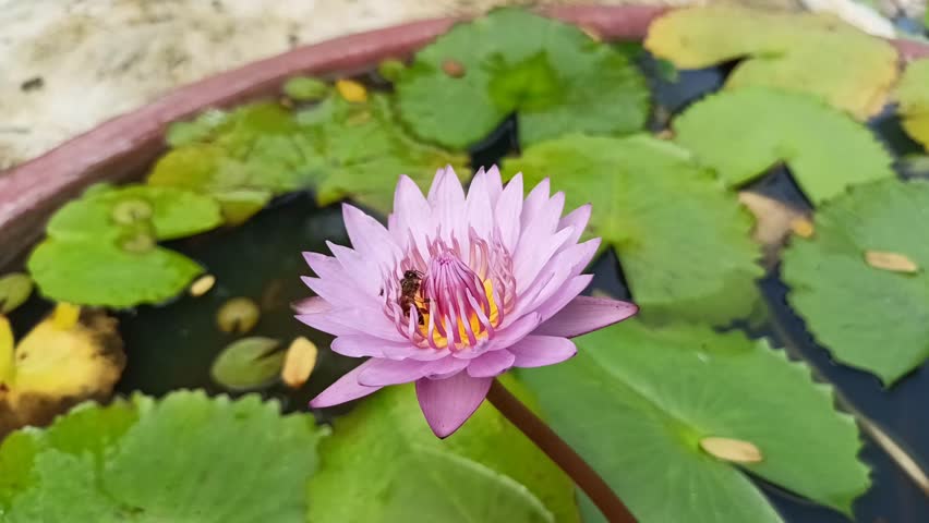 beautiful pink lotus flowers infested with bees