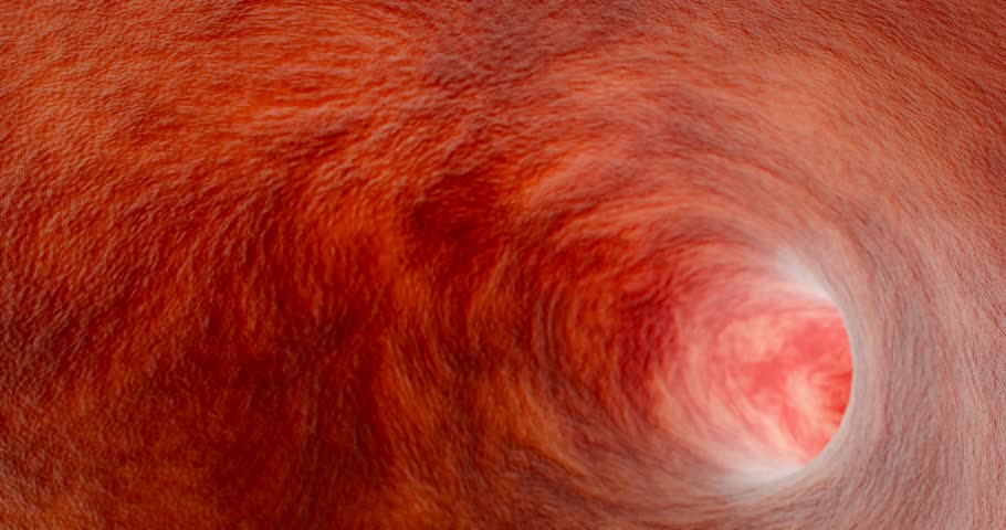 Medical Concept of Human Fertilization Showing Reproductive Cells, Ovum Penetration, Sperm Journey Through Fallopian Tube, Science Visualization, 3D Rendering
