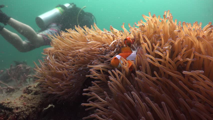Clownfish (False Clown Anemonfish) - Amphiprion ocellaris and scuba diver as a background 