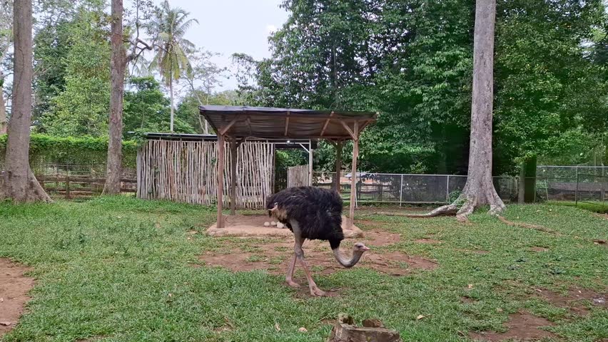 Ostriches walking in animal captivity