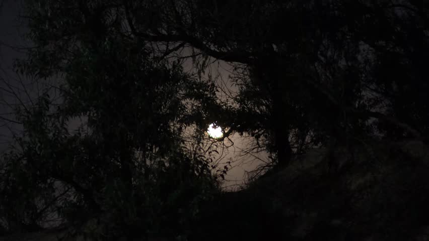 Full moon beyond silhouette of tree branches at night. Scary forest on Halloween