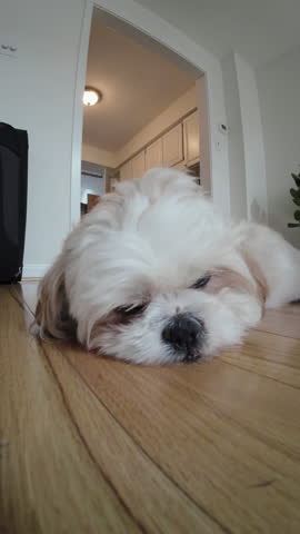 White dog lies peacefully on a hardwood floor, eyes closed and enjoying a comfortable nap in a cozy indoor setting