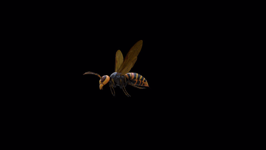 Bee Fly Loop 3D Video Animation Transparent Alpha