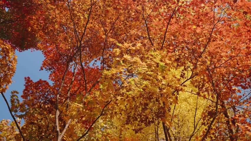Looking up Spinning at Autumn Forest Japanese Maple Tree Canopies with Yellow Red Orange Leaves Against Blue Sky at Yangjae Citizen