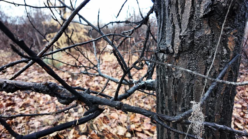 Exploration of a forest area shows the texture of a tree trunk surrounded by bare branches and fallen leaves. Natural elements blend in a serene setting during twilight.