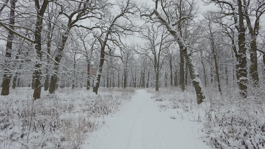 A beautiful walk through the winter forest. Trees, branches and bushes in the snow. Snow everywhere. The path in the forest is covered with snow.