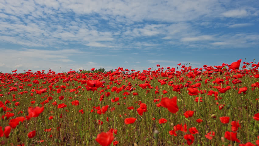 Slow-motion view of red poppies swaying in the breeze beneath a bright blue sky