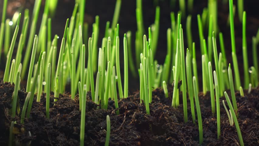 Time lapse of Growing Plant Shoots from Soil in Spring Highlighting Botany Agriculture and Nature's New Life Cycle for Scientific Study and Innovation. High quality 4k footage