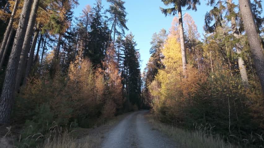 Walk through the forest on an autumn day. A path leading between trees illuminated by the gentle sun