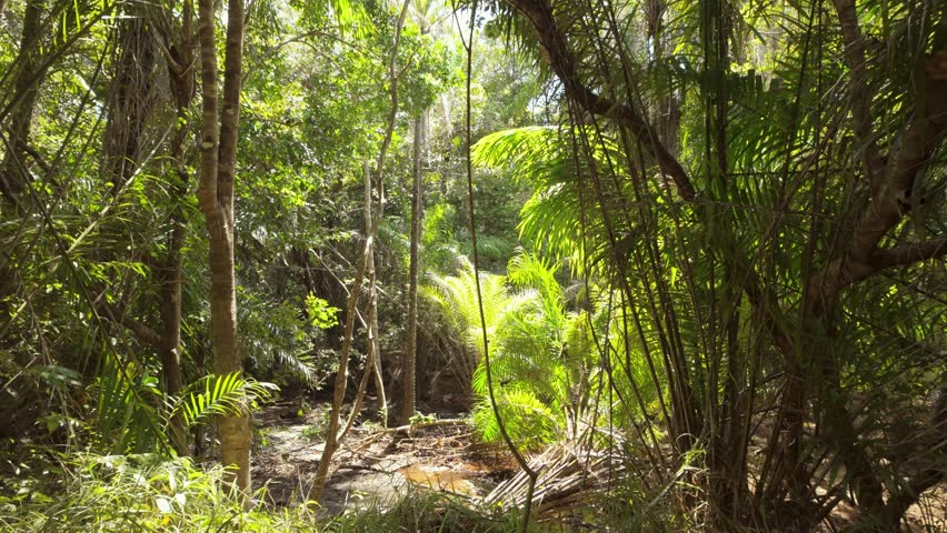 Parallax motion of lush vegetation with sunbeams in the Sapiranga natural reserve, Brazil