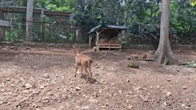 Deer animal is walking under the tree - Powered by Shutterstock - Get 15% off with code: PIKWIZARD15