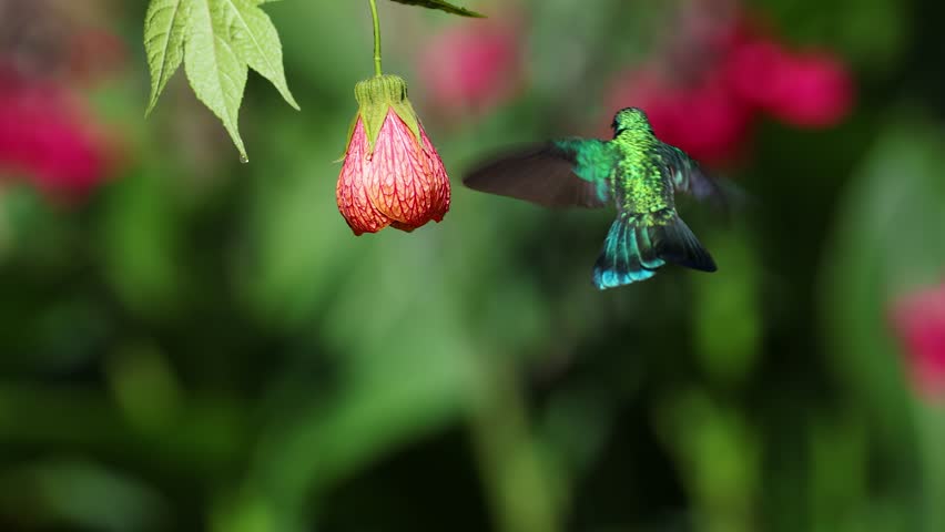 A hummingbird in the rainforest of Costa RIca 