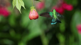 A hummingbird in the rainforest of Costa RIca  - Powered by Shutterstock - Get 15% off with code: PIKWIZARD15