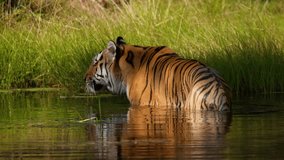 Discover stunning tiger and wildlife video featuring majestic predators like Bengal tigers, Siberian tigers, and big cats. Perfect for designs, nature projects, and safari themes. - Powered by Shutterstock - Get 15% off with code: PIKWIZARD15