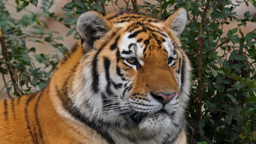 Discover stunning tiger and wildlife video featuring majestic predators like Bengal tigers, Siberian tigers, and big cats. Perfect for designs, nature projects, and safari themes.