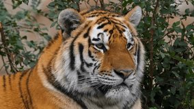 Discover stunning tiger and wildlife video featuring majestic predators like Bengal tigers, Siberian tigers, and big cats. Perfect for designs, nature projects, and safari themes. - Powered by Shutterstock - Get 15% off with code: PIKWIZARD15