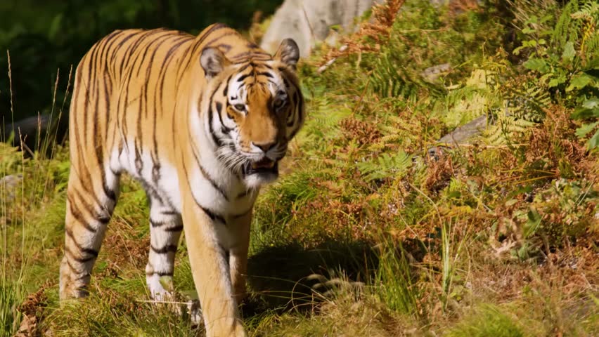 Discover stunning tiger and wildlife video featuring majestic predators like Bengal tigers, Siberian tigers, and big cats. Perfect for designs, nature projects, and safari themes.