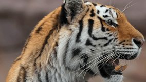 Discover stunning tiger and wildlife video featuring majestic predators like Bengal tigers, Siberian tigers, and big cats. Perfect for designs, nature projects, and safari themes. - Powered by Shutterstock - Get 15% off with code: PIKWIZARD15