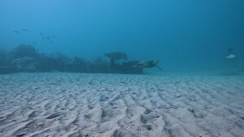 Five different green sea turtles hanging out near the sandy sea floor as the camera passes from one turtle to the next before ascending towards the surface