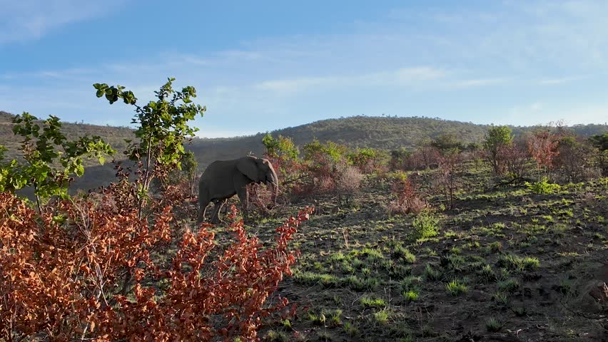 Safari Tour At Kruger National Park South Africa. Wildlife Scene Of Big Five Animals In A African Safari. Countryside Dramatic Sky Rural Field. Landscapes Rural Horizon. Kruger National Park.