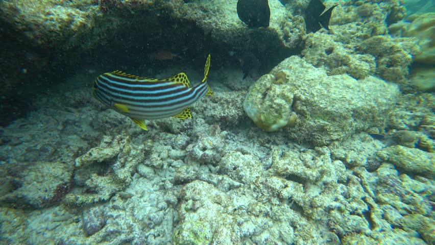 A living reef with different fish and corals. In places, the fish are colored, black and white, yellow, flocks and many others. The boundary of the island's reef and the open ocean. Colored corals