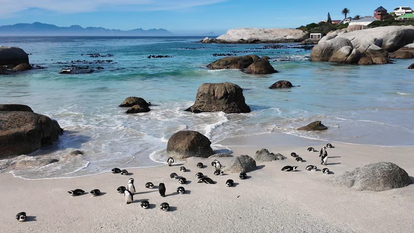 Boulders Beach At Cape Town Simons Town South Africa. Stunning Landscape Of A Colony Of Penguins In Africa Beach. Paradise Landscape Idyllic Stunning. Paradise Waterfront Coast.