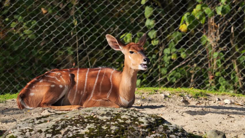 The nyala, Tragelaphus angasii is a spiral-horned antelope native to Southern Africa. It is a species of the family Bovidae and genus Nyala, also considered to be in the genus Tragelaphus. 
