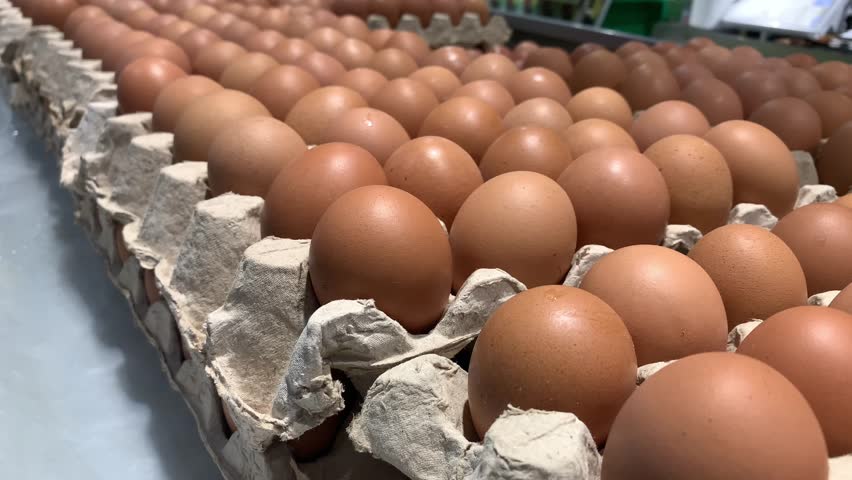 Fresh brown eggs arranged neatly in cartons, ready for distribution or sale.