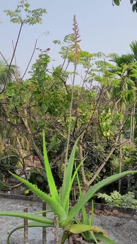 Blooming succulent Aloe Vera plant with red colorful flowers and green foliage close up outdoor.08-12-24 bangladesh  khulna magura tantipara in the afternonon time. latin name Medicinal aloe.