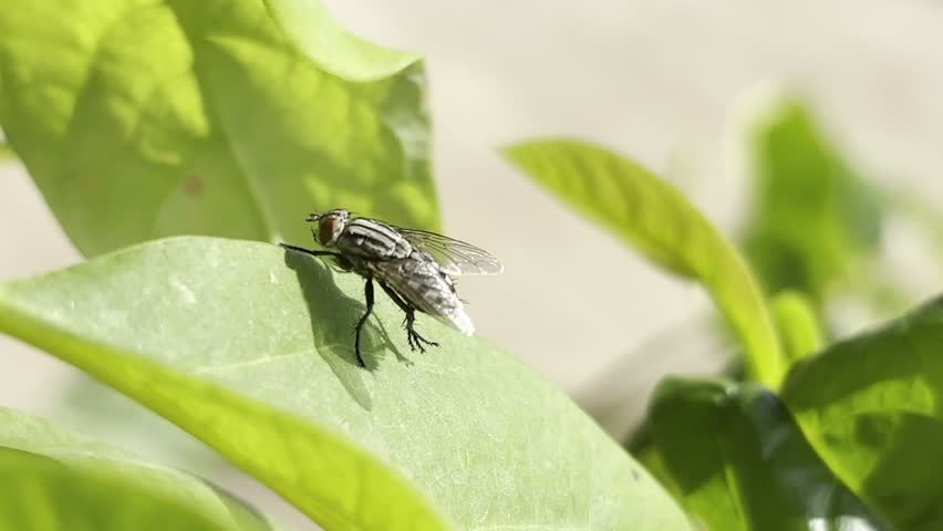 A small fly is moving on a leaf.