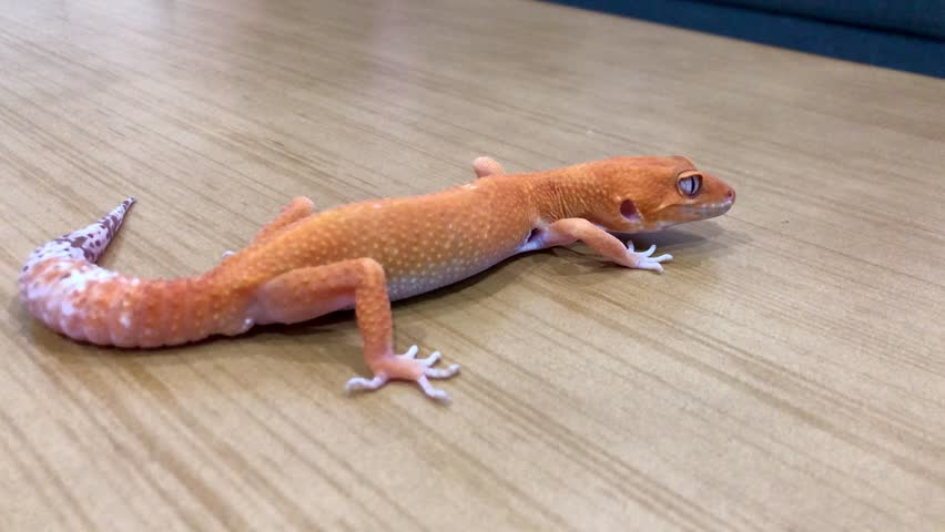The leopard gecko or common leopard gecko (Eublepharis macularius) is a ground-dwelling gecko native to the rocky dry grassland and desert regions of Afghanistan, Iran, Pakistan, India, and Nepal.