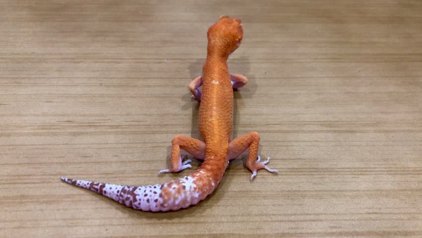 The leopard gecko or common leopard gecko (Eublepharis macularius) is a ground-dwelling gecko native to the rocky dry grassland and desert regions of Afghanistan, Iran, Pakistan, India, and Nepal.