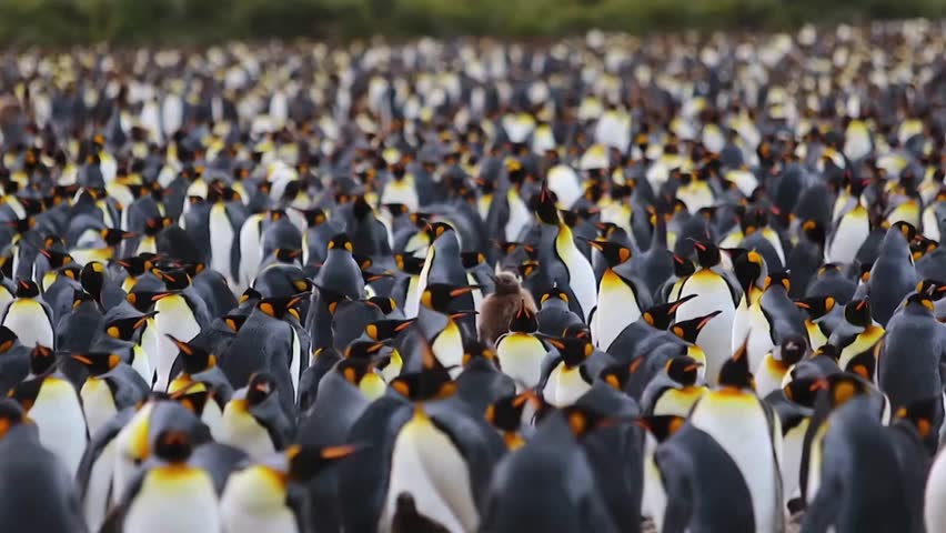 A large colony of King Penguin Colony in South Georgia Island
