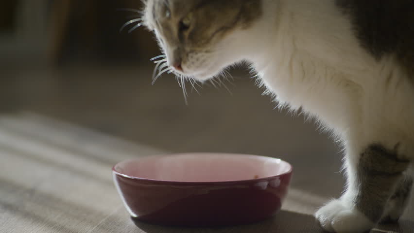 Close-Up of Cat Eating from Bowl in Sunlit Room