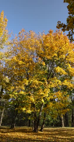 yellow maple foliage against a blue sky in sunny autumn weather