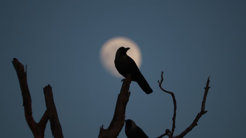 Crows perching against the dusky moon, dramatic 4k footage.