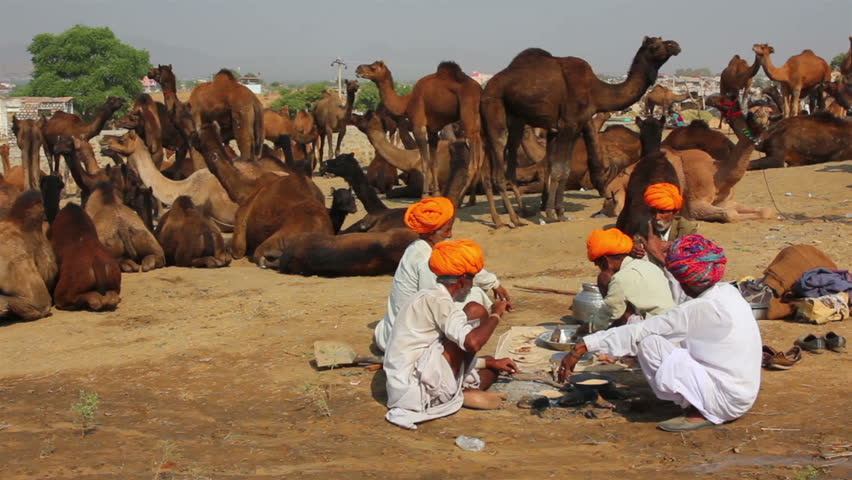PUSHKAR, INDIA - NOVEMBER 21: Sellers of camels at Pushkar camel fair on