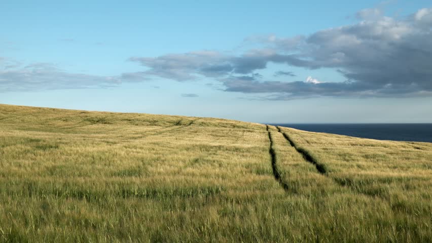 Vast grassy landscape under a blue sky with scattered clouds during the golden hour in a serene rural area.