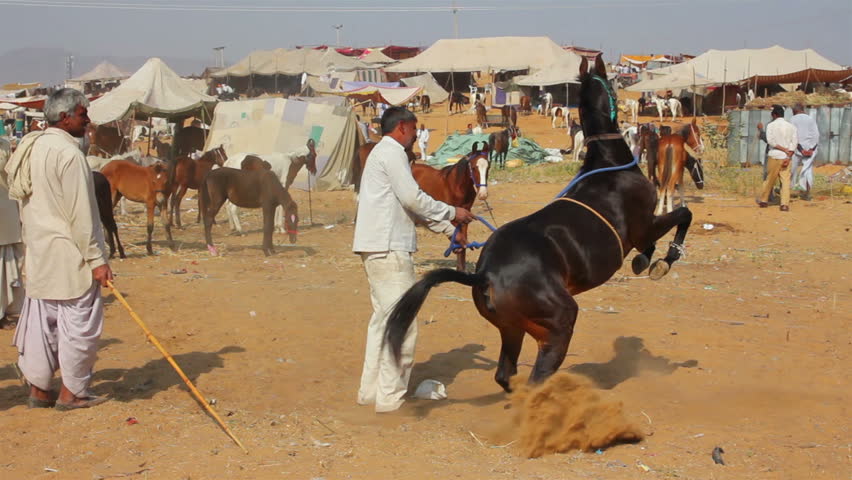 PUSHKAR, INDIA - NOVEMBER 21: Indian man raised his horse at Pushkar camel fair