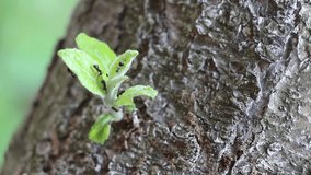 Ant colony prepares to rain in the orchard. Sounds of nature, bees, birds and insects. Harmony of the village and the countryside eco-farm - Powered by Shutterstock - Get 15% off with code: PIKWIZARD15
