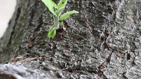 Ant colony prepares to rain in the orchard. Sounds of nature, bees, birds and insects. Harmony of the village and the countryside eco-farm - Powered by Shutterstock - Get 15% off with code: PIKWIZARD15
