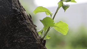 Ant colony prepares to rain in the orchard. Sounds of nature, bees, birds and insects. Harmony of the village and the countryside eco-farm - Powered by Shutterstock - Get 15% off with code: PIKWIZARD15