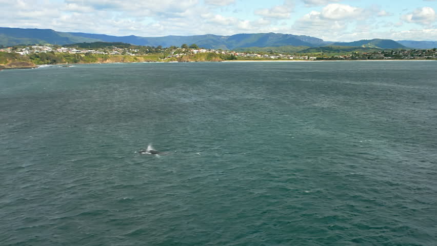 Humpback whales jump in sea by coast in Australia, wide drone shot