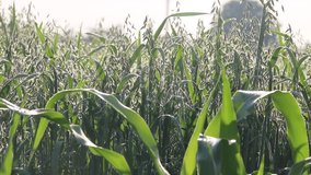 Grain ears and vegetables sway on the wind in the garden and orchard. Sounds of nature, bees, birds and insects. Harmony of the village and the countryside eco-farm - Powered by Shutterstock - Get 15% off with code: PIKWIZARD15