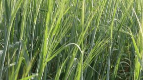 Grain ears and vegetables sway on the wind in the garden and orchard. Sounds of nature, bees, birds and insects. Harmony of the village and the countryside eco-farm - Powered by Shutterstock - Get 15% off with code: PIKWIZARD15