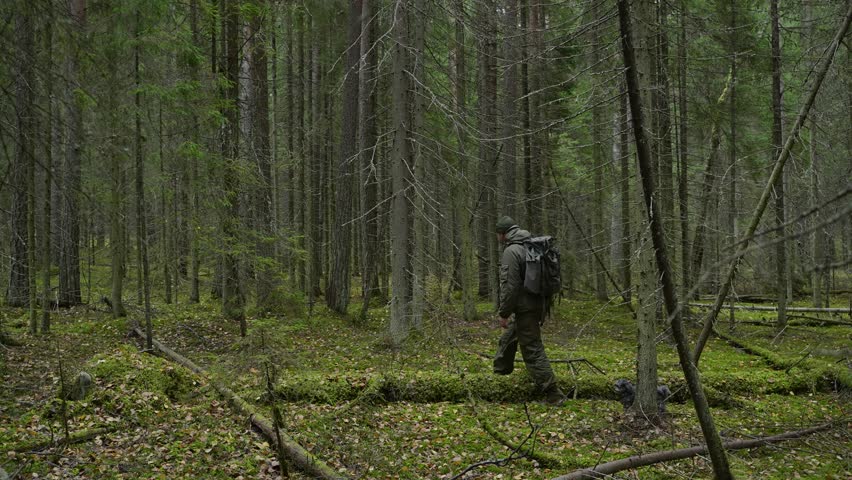 A man in foresters clothing with a backpack on his shoulders is walking in a moss-covered forest with his small dog. Hiking in the forest with a dog. Side view.